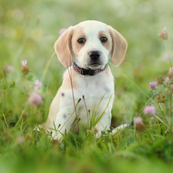 a puppy sitting in grass