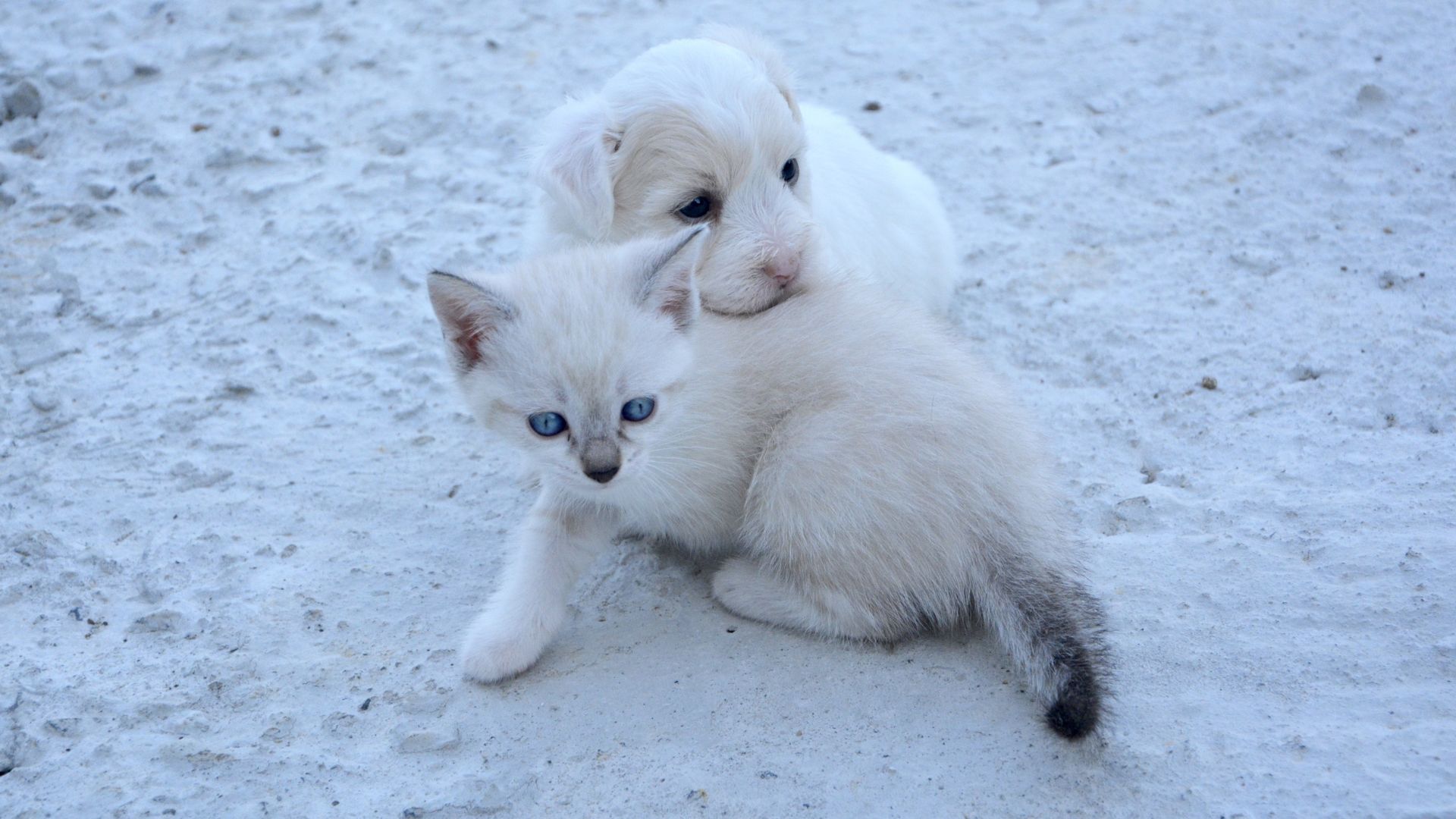 a white puppy and kitten lying on sand