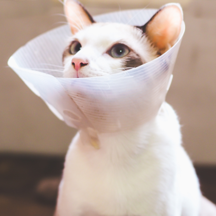 a cat wearing a cone around its neck