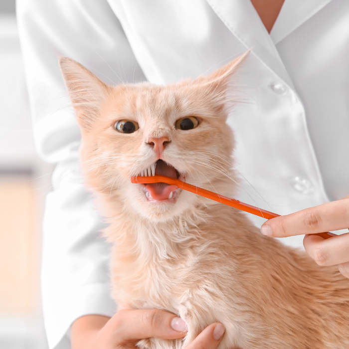 a cat being fed by a toothbrush