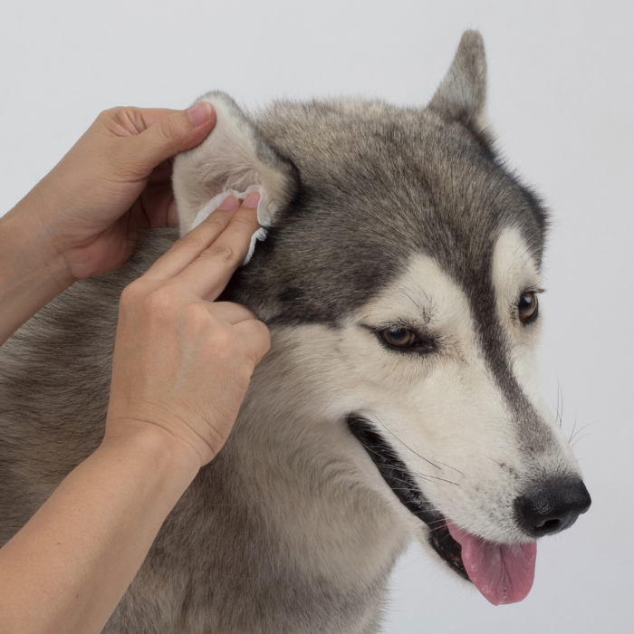 a person cleaning a dog's ear
