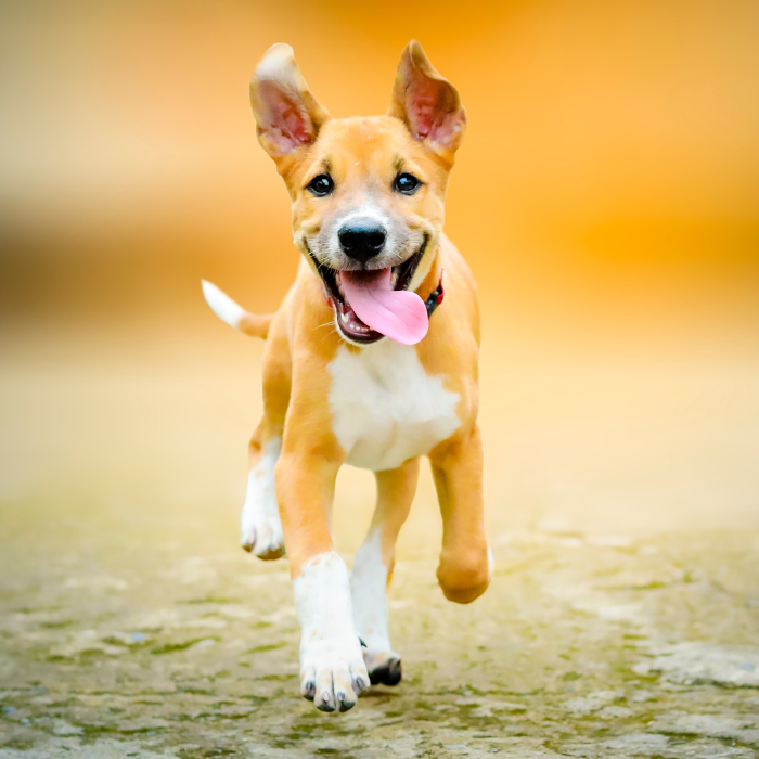 a dog running on the ground